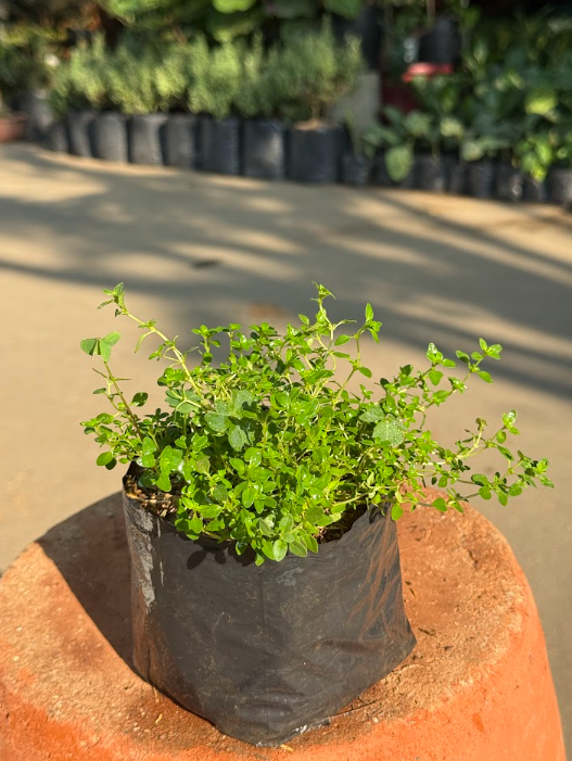 Fresh Thyme Herb Plant