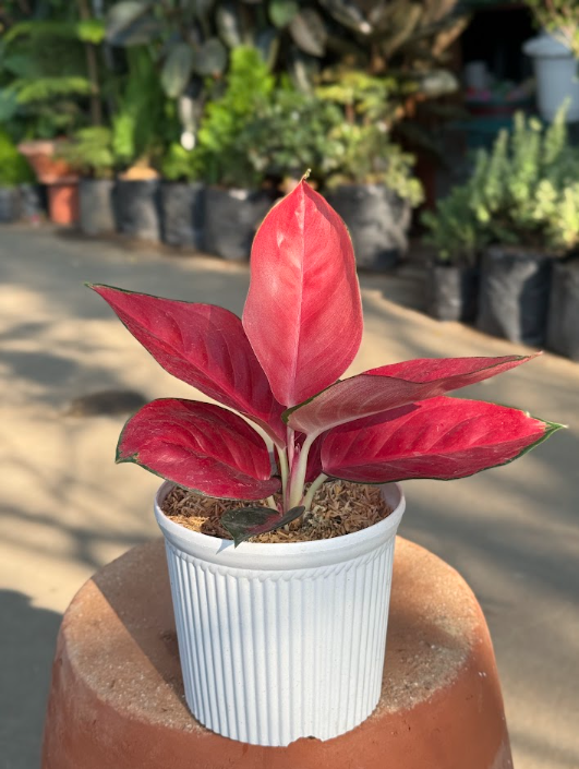  Aglaonema Plant