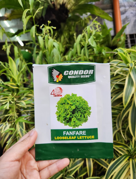Fanfare Looseleaf Lettuce Seeds