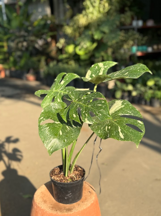 Variegated Monstera Thaicons