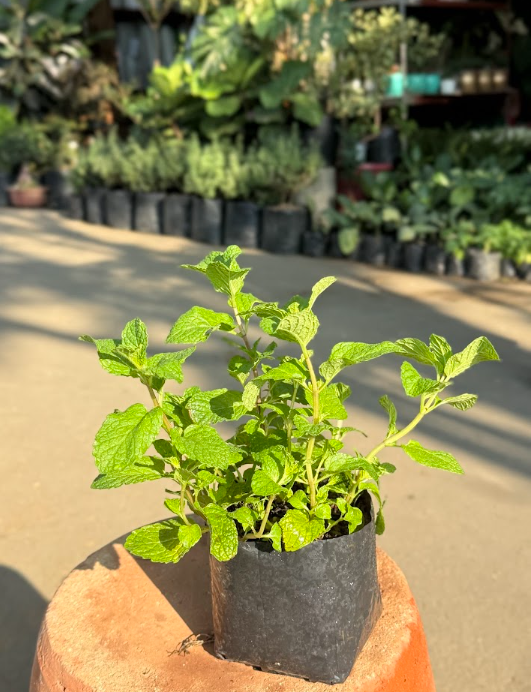 Mint Plant in Pot