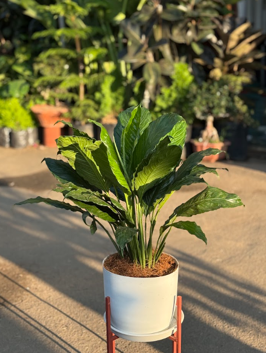 Peace Lily Plant