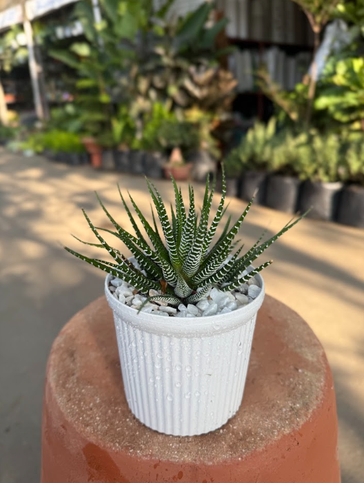 Haworthia Zebra Plant
