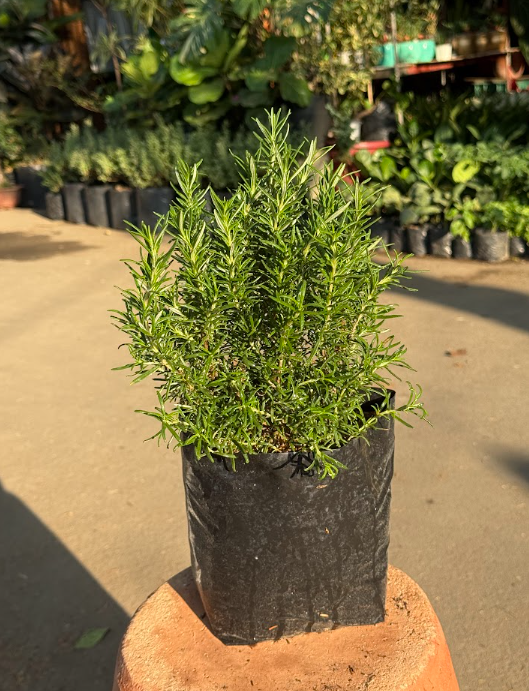 Rosemary Herb Plant