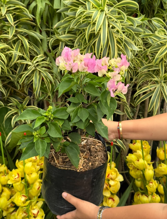 Bougainvillea Plant