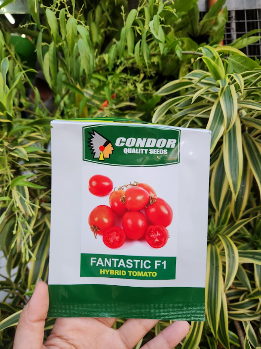 Fantastic F1 Hybrid Tomato Seeds