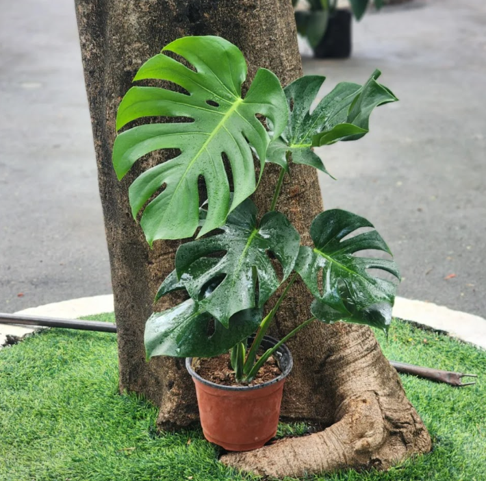 Monstera Deliciosa Plant