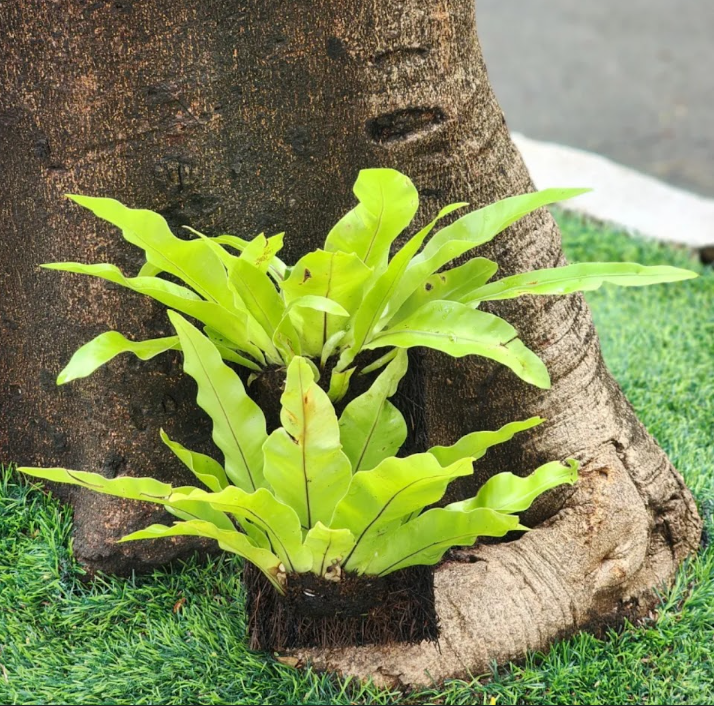 Slab witht Bird's Nest Fern