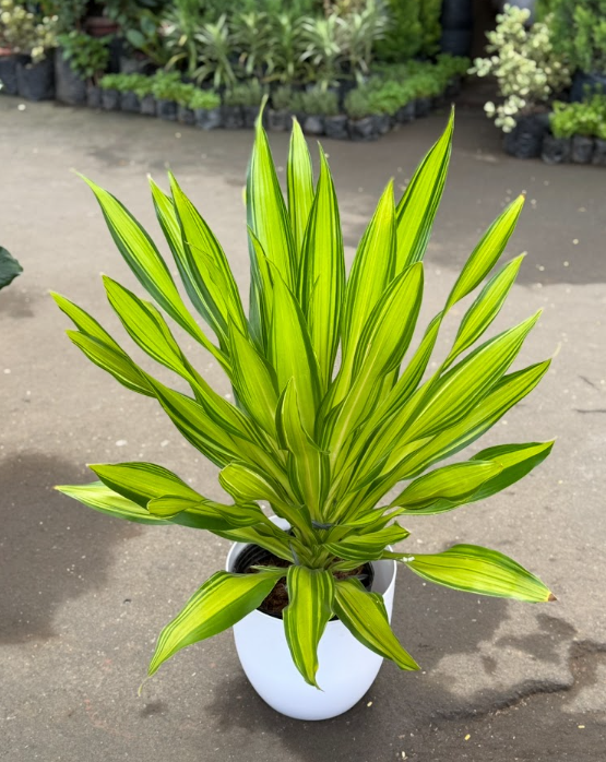 Golden Dracaena 