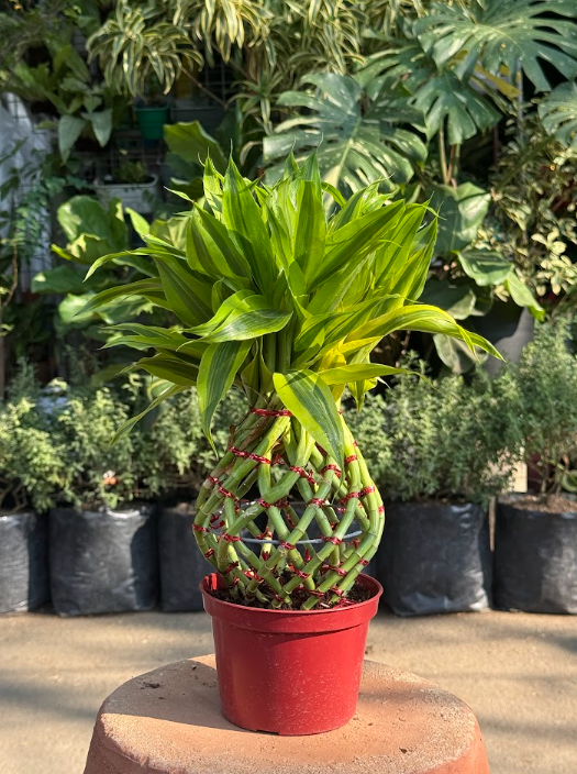 Braid Lucky Bamboo Plant