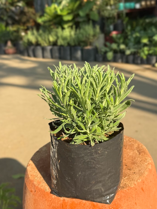 Lavender Plant 