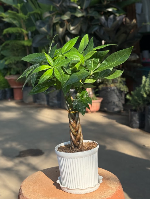 Braided Money Tree