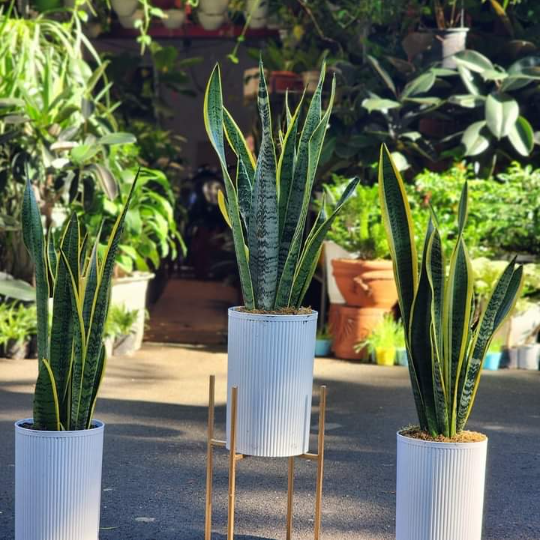 Snake Plant in Modern Planter