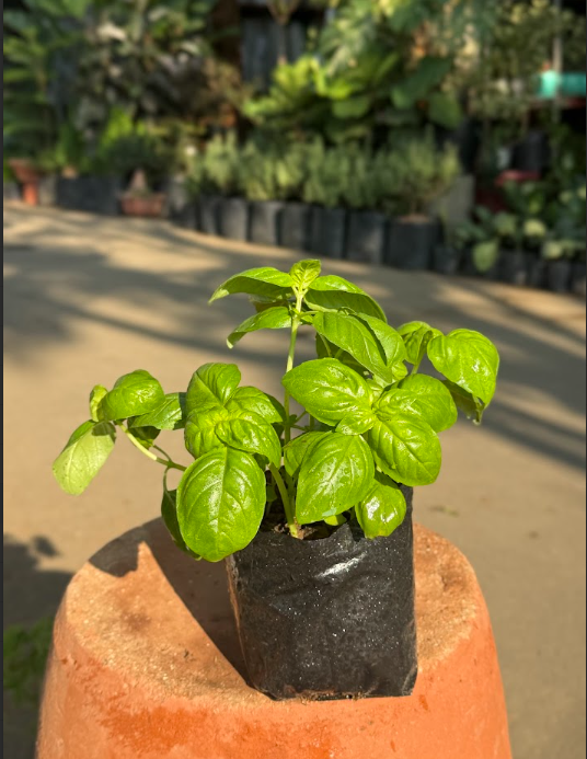 Basil Plant 
