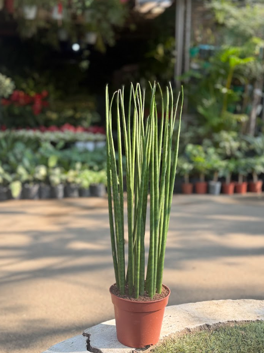 Sansevieria Cylindrica Plant
