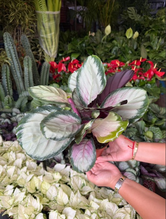 Calathea Roseopicta