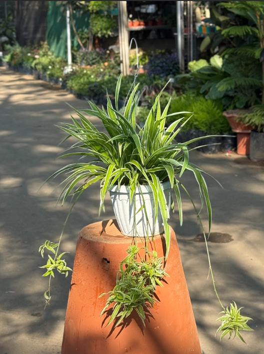 Spider Plant