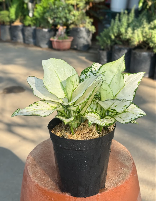  Aglaonema Plant