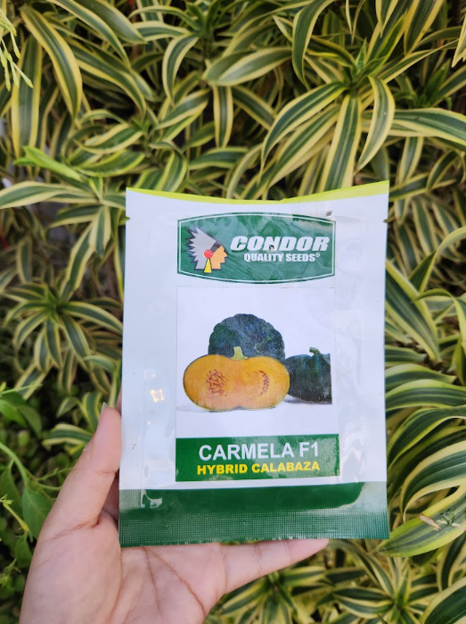 Carmela F1 Hybrid Calabaza Seeds