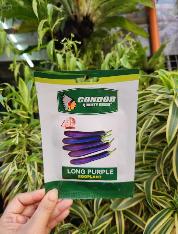 Long Purple Eggplant Seeds
