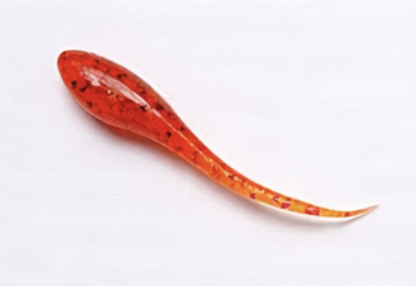 Cajun Cricket - 1 Dozen