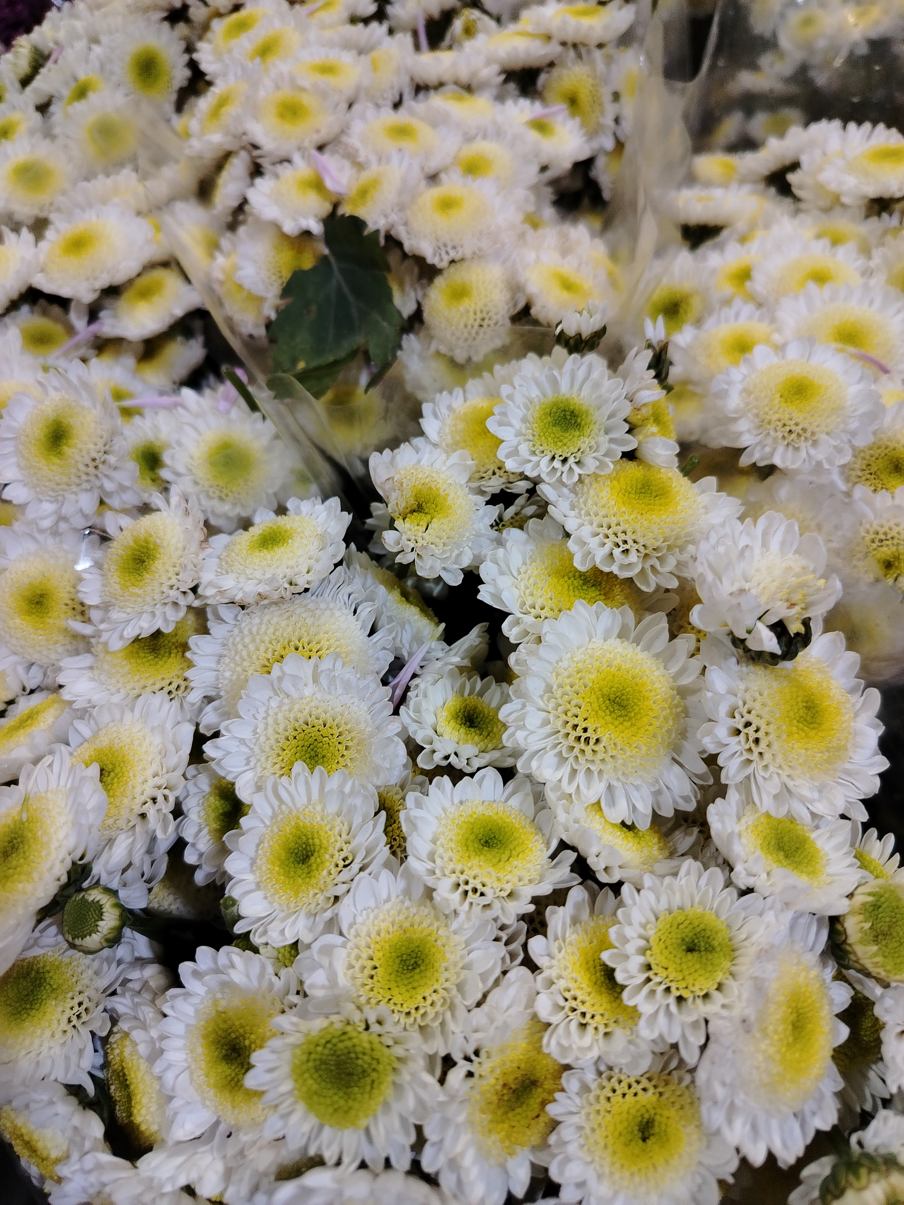 Ramo de Margaritas Blancas