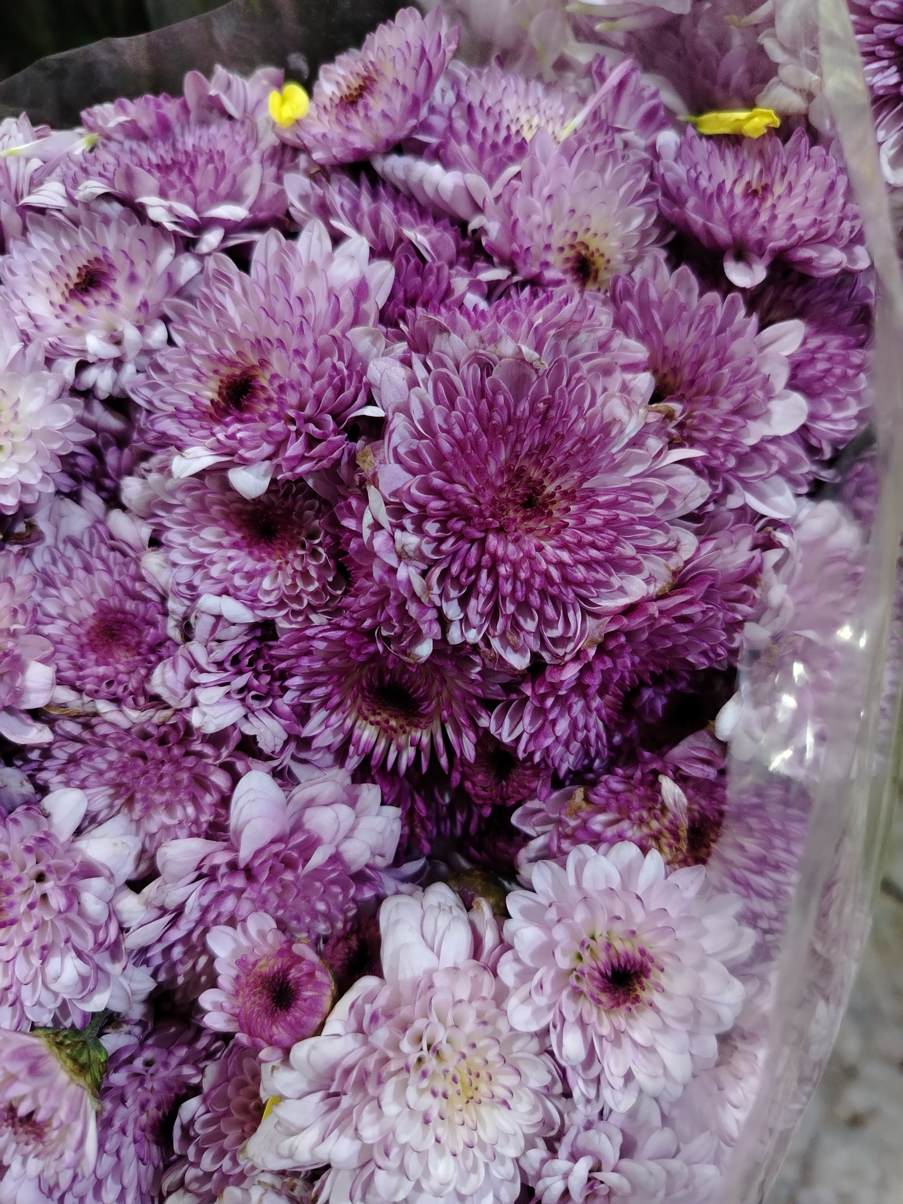 Ramo de Crisantemos Morados