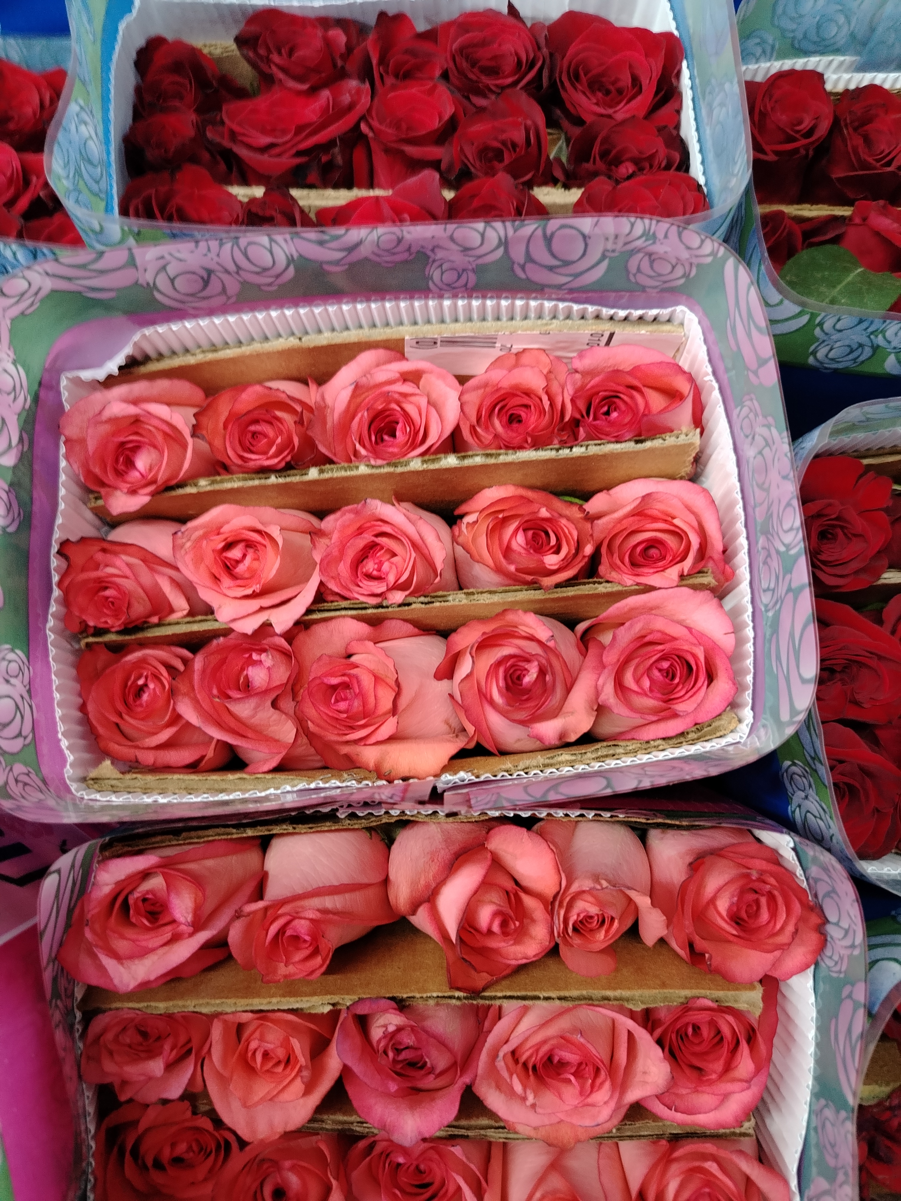 Rosas frescas de invernadero