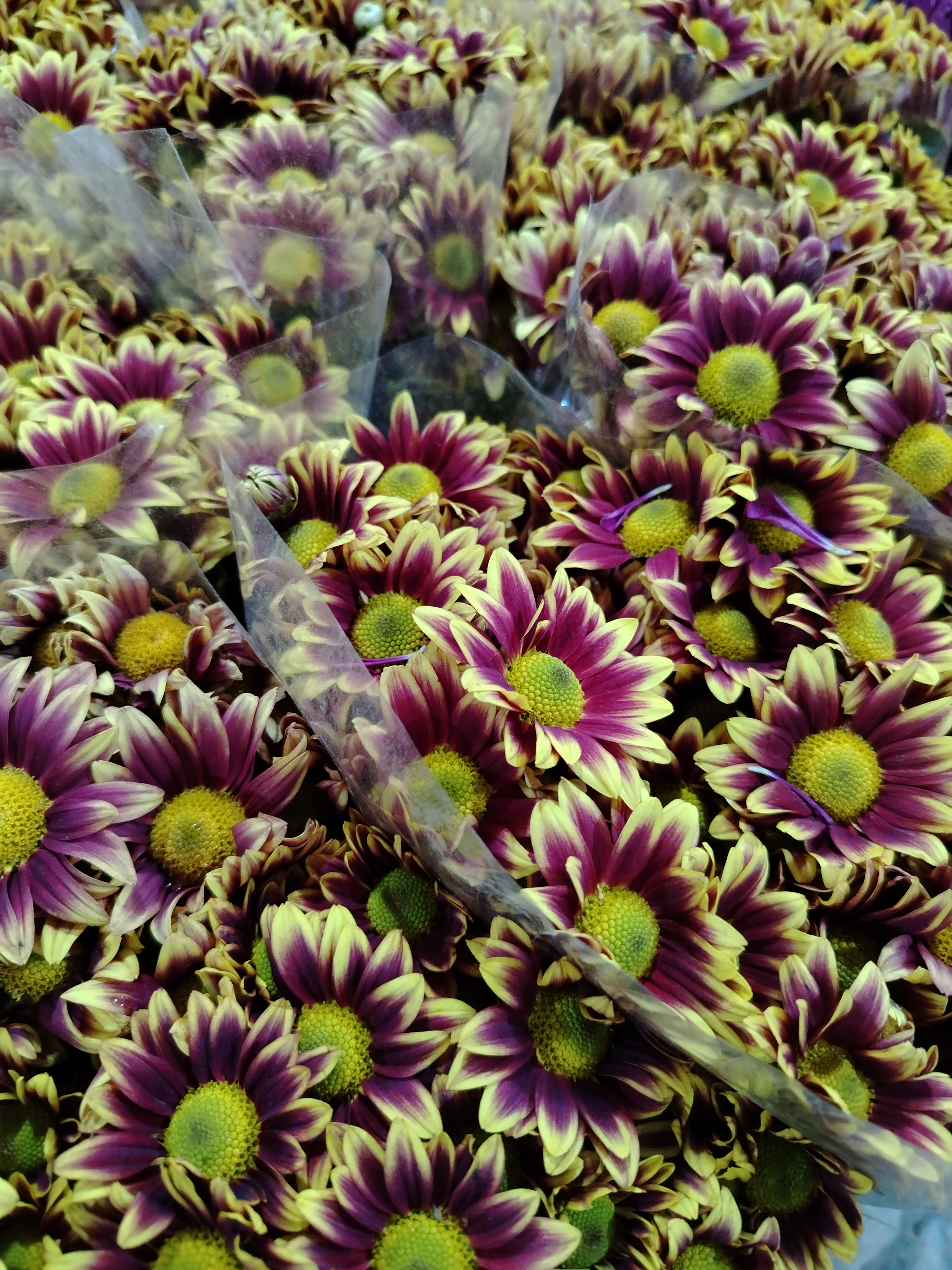 Ramo de Flores Margaritas Bicolor