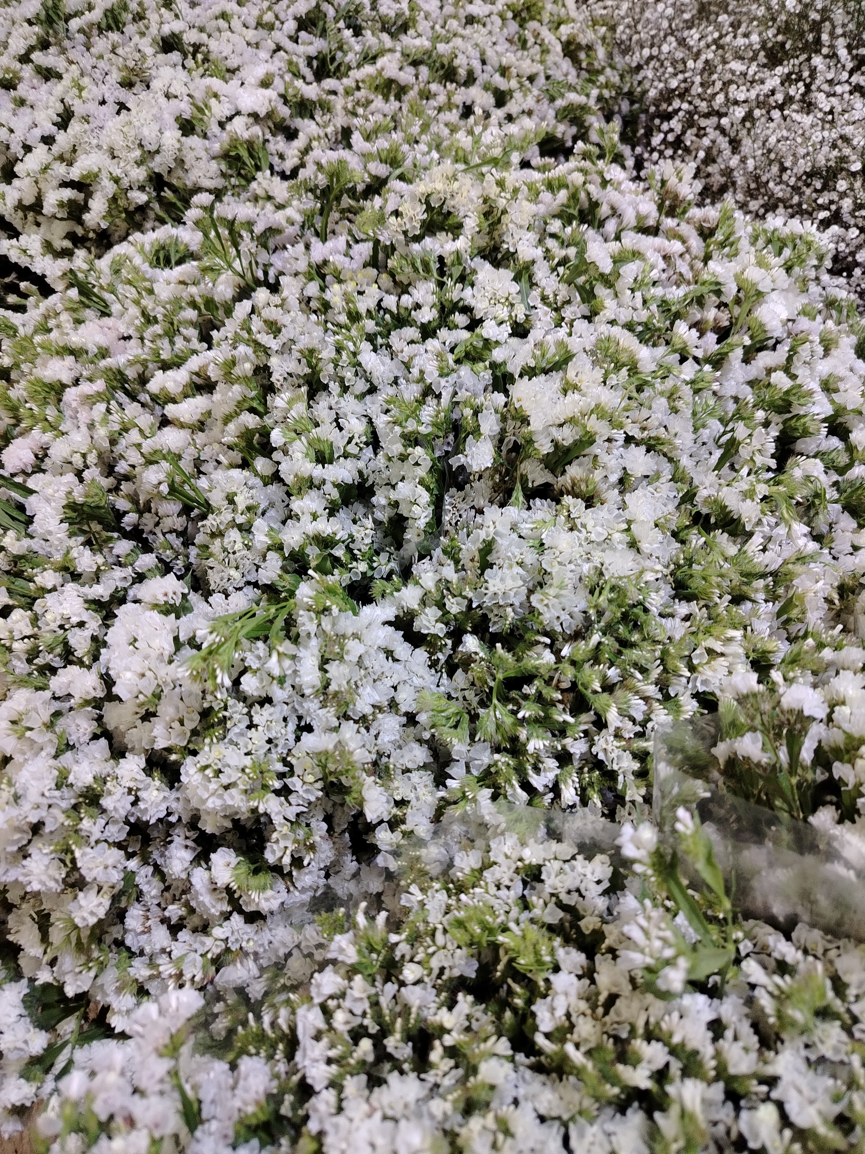 Ramo de Gipsófila Natural