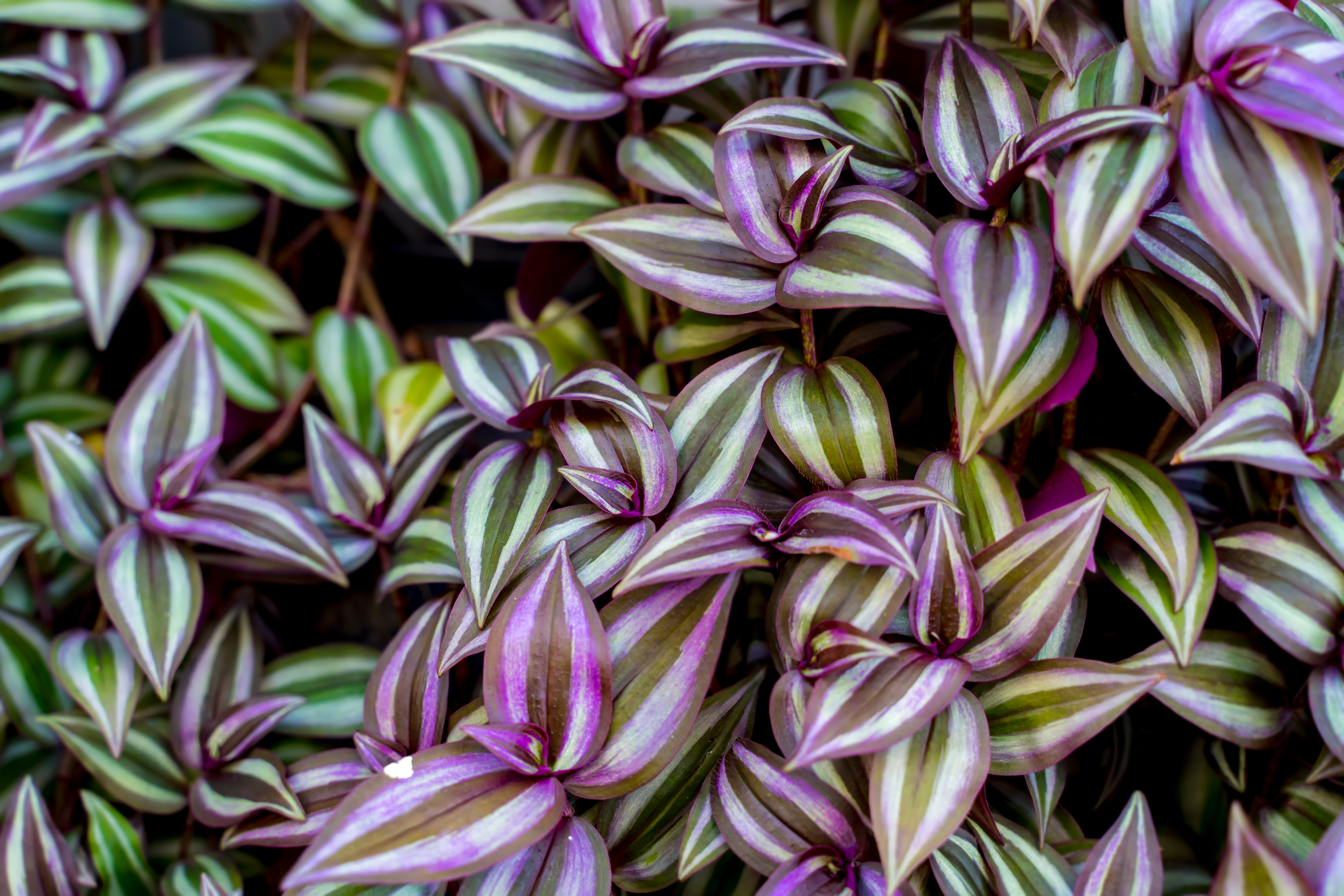 Planta Tradescantia Zebrina