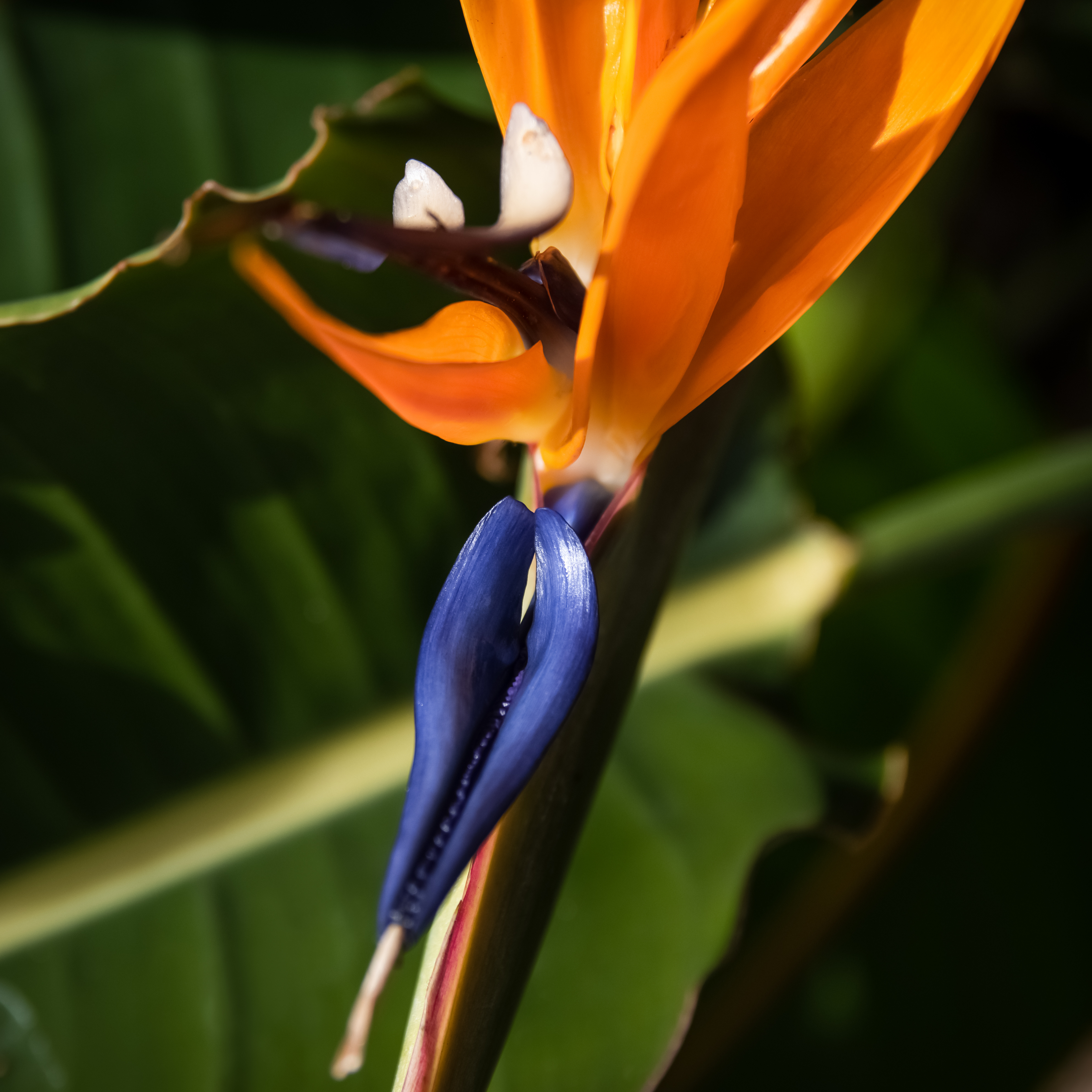 Ave del Paraíso (Strelitzia Reginae)