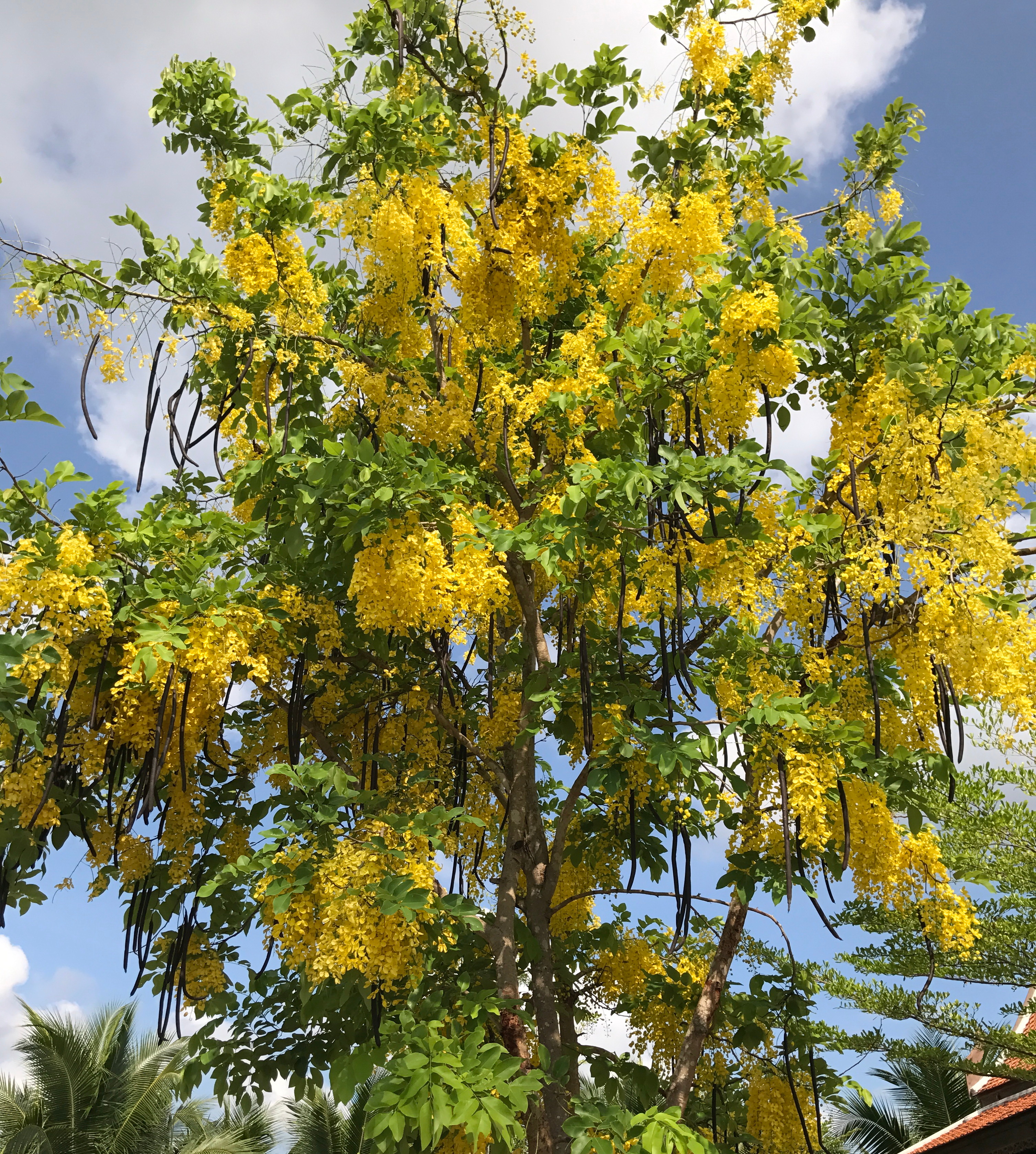 Árbol de lluvia dorada