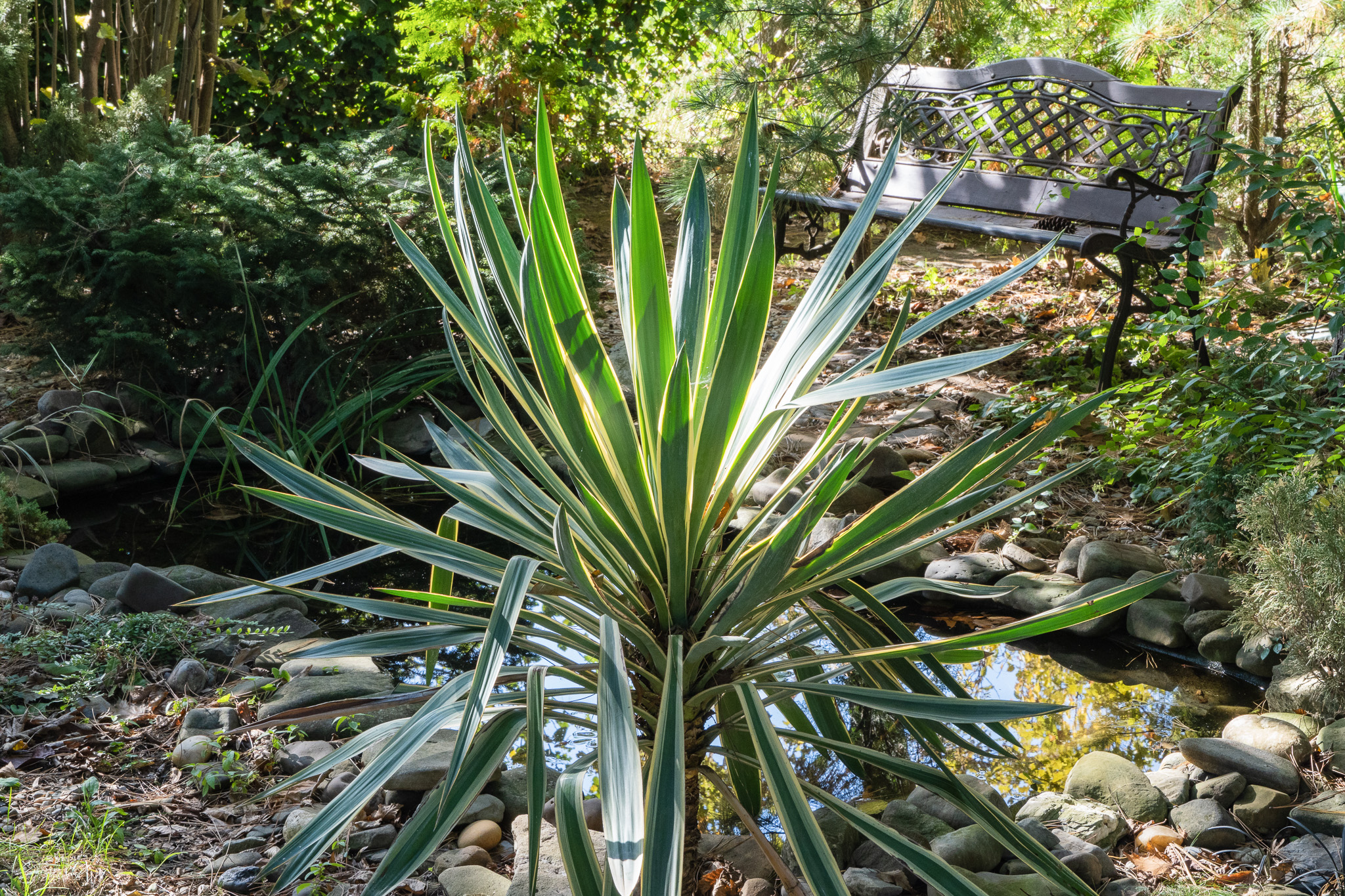 Planta de Yucca