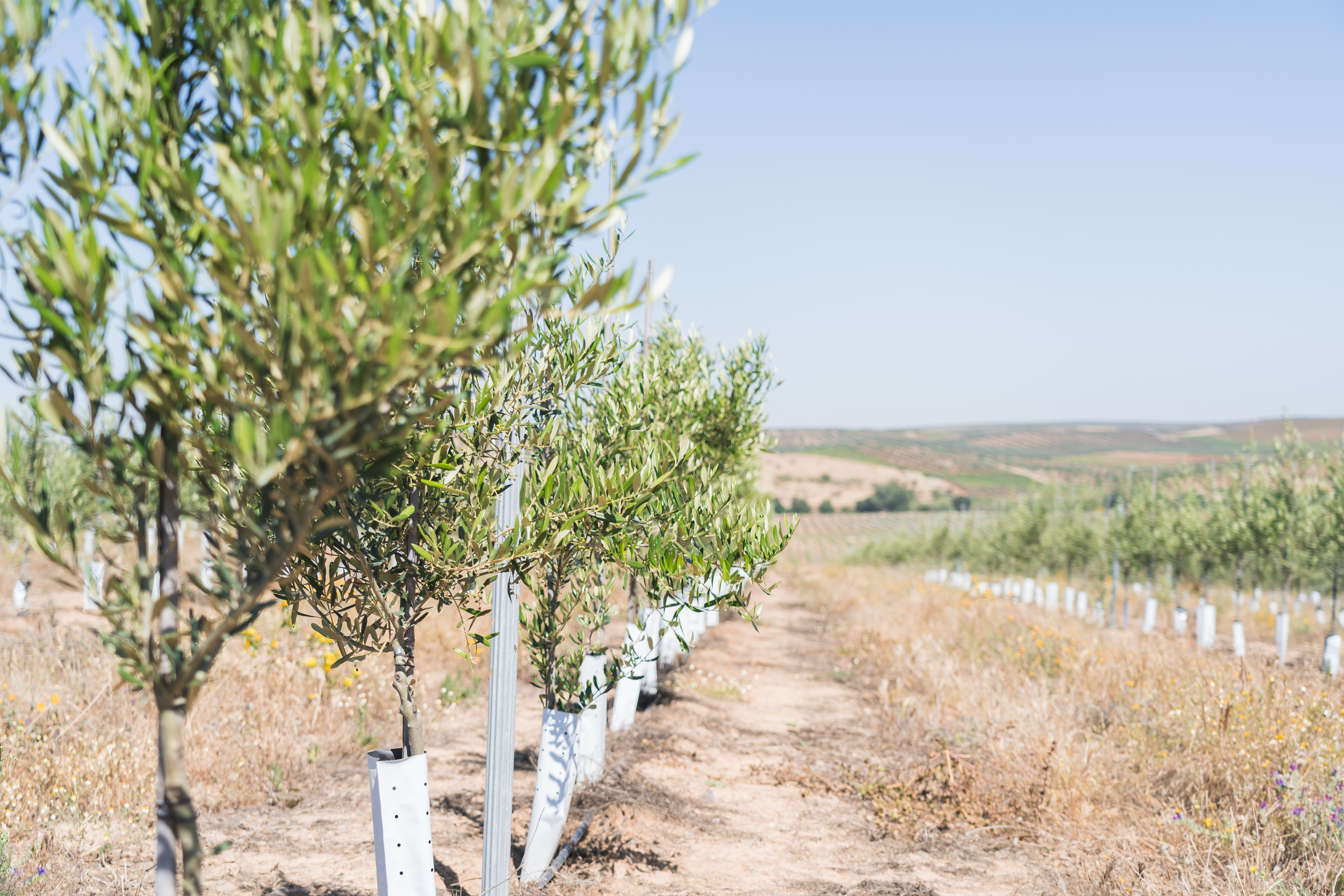 Árbol de olivo joven hasta  2.5 m