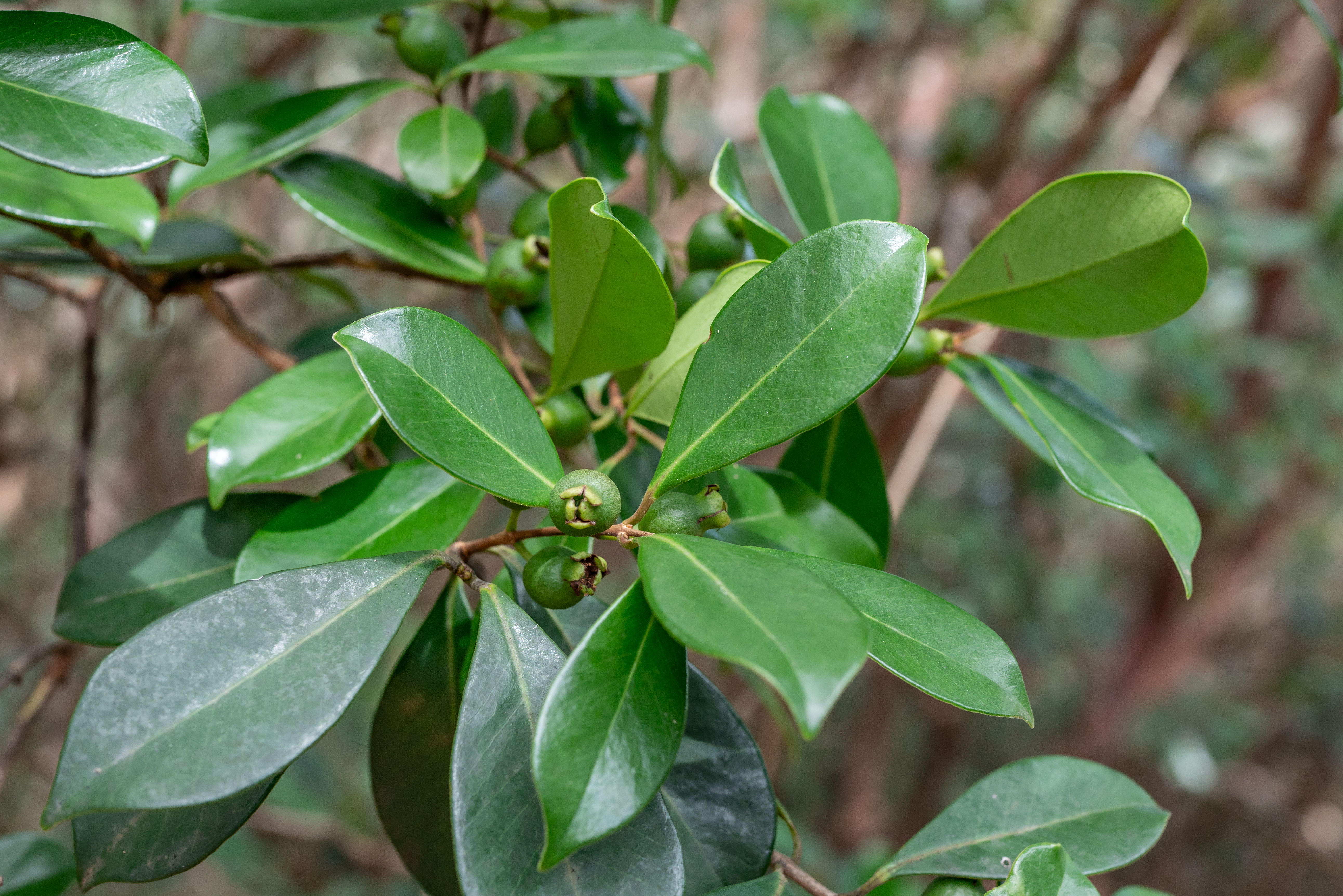Planta de Arrayán Guayaba Fresa