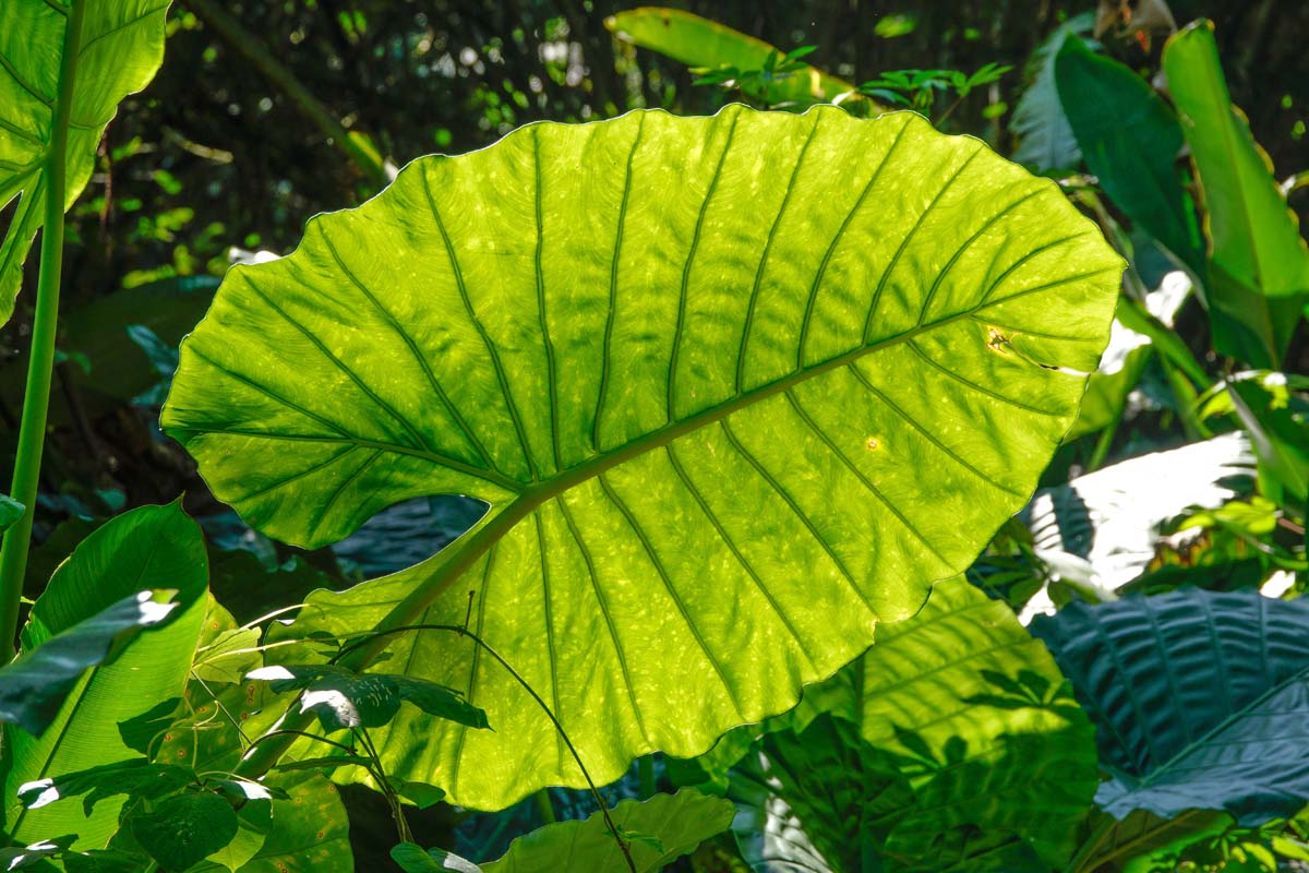 Planta Oreja de Elefante
