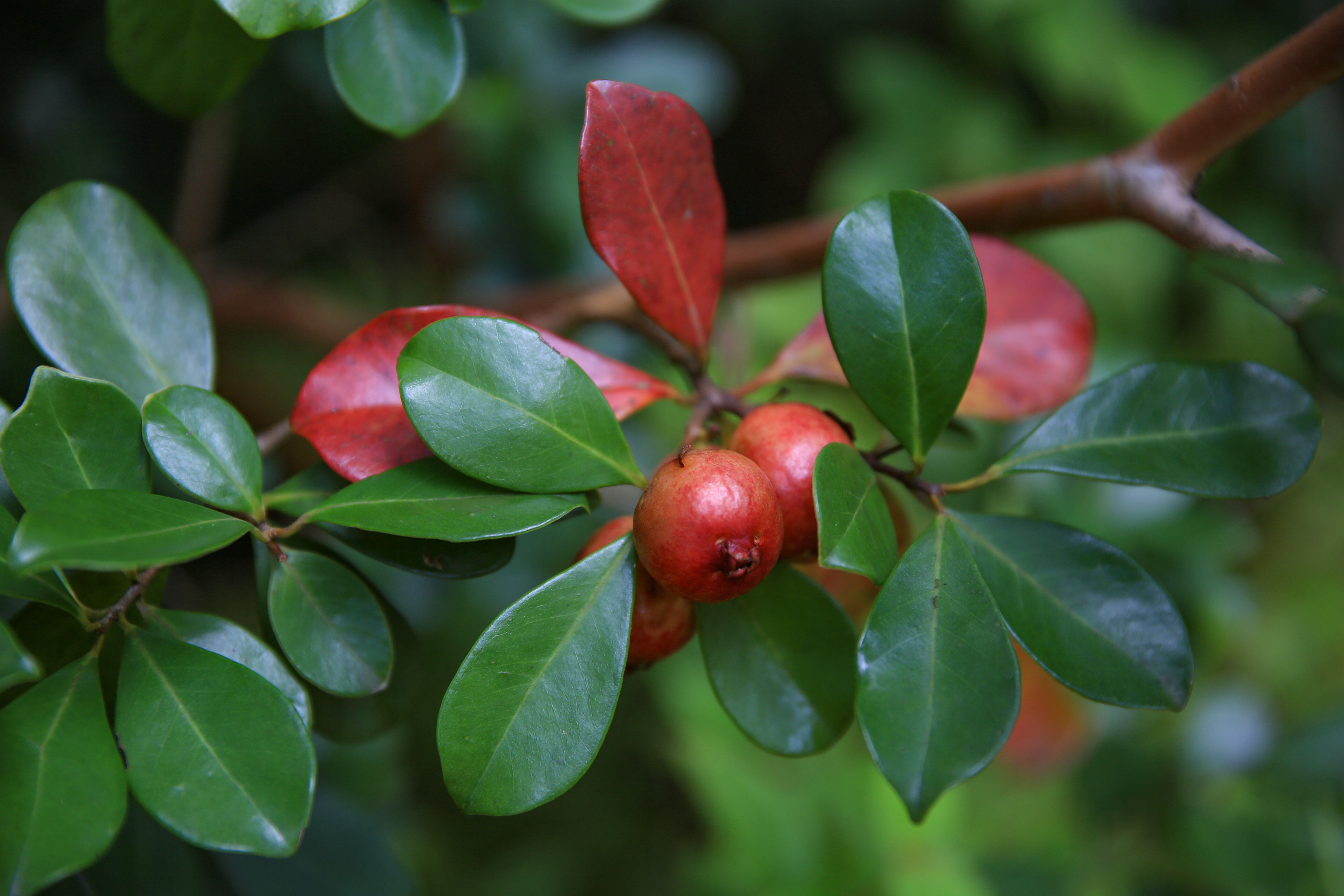 Planta de Arrayán Guayaba Fresa