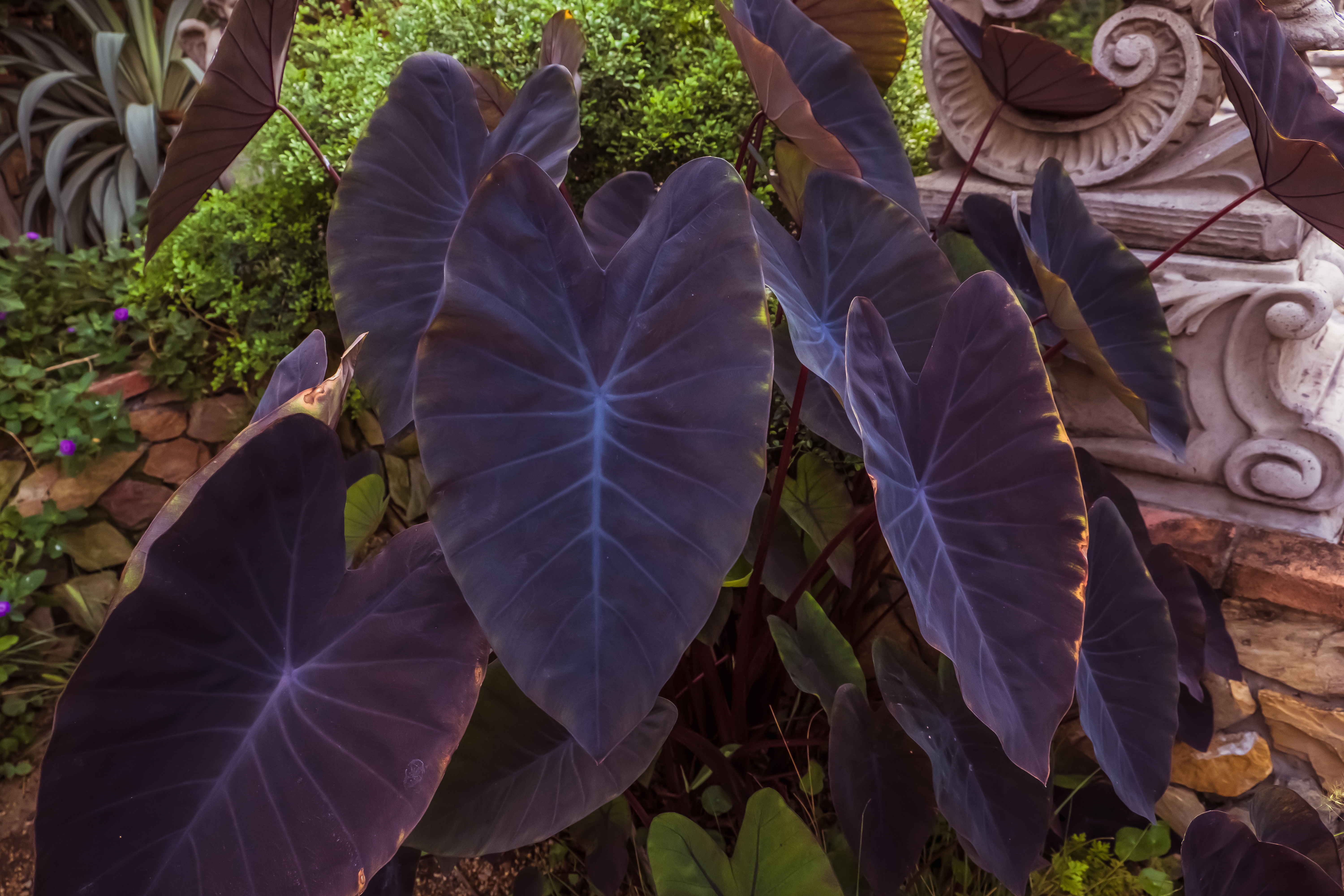 Planta Oreja de Elefante Morada