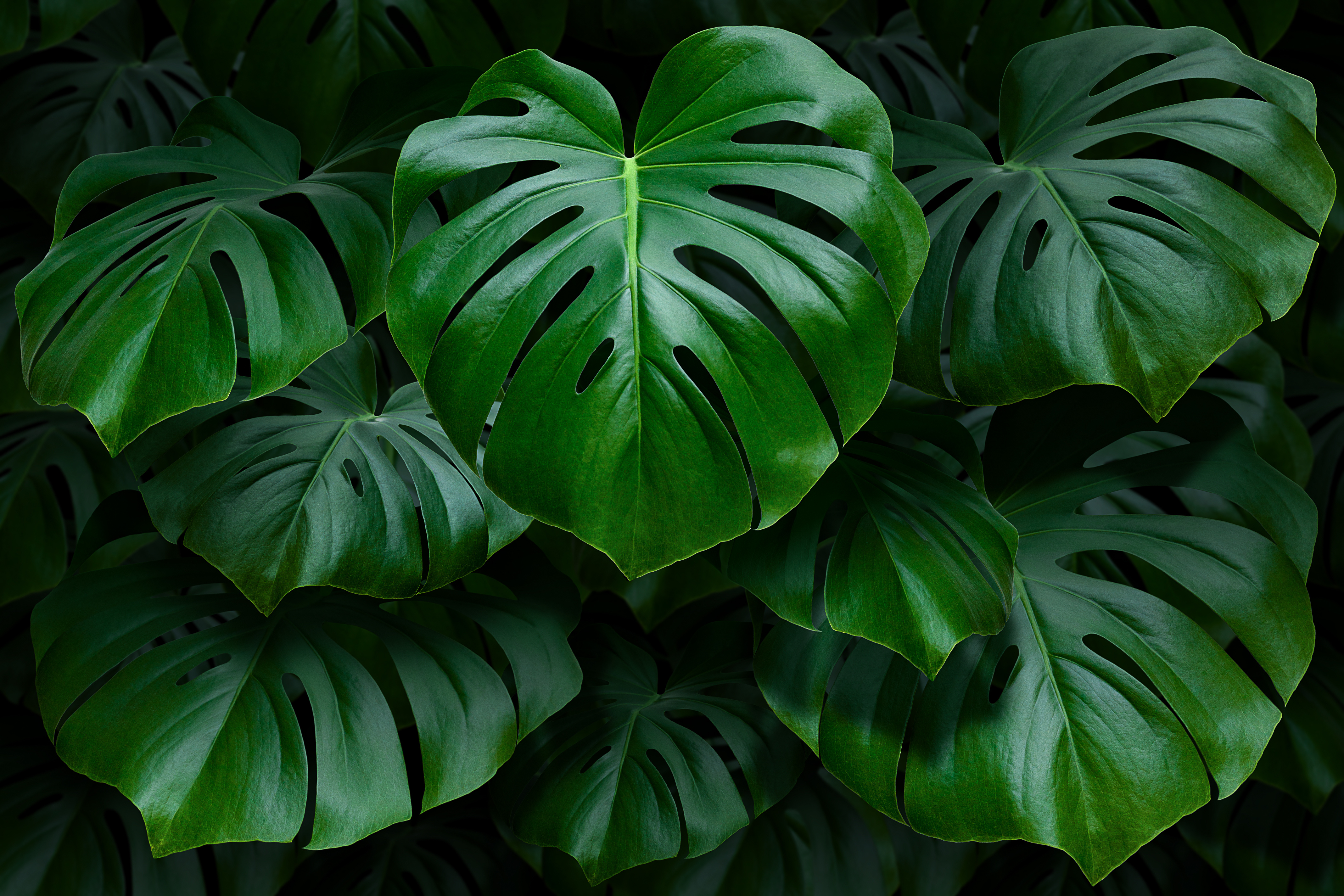 Monstera deliciosa