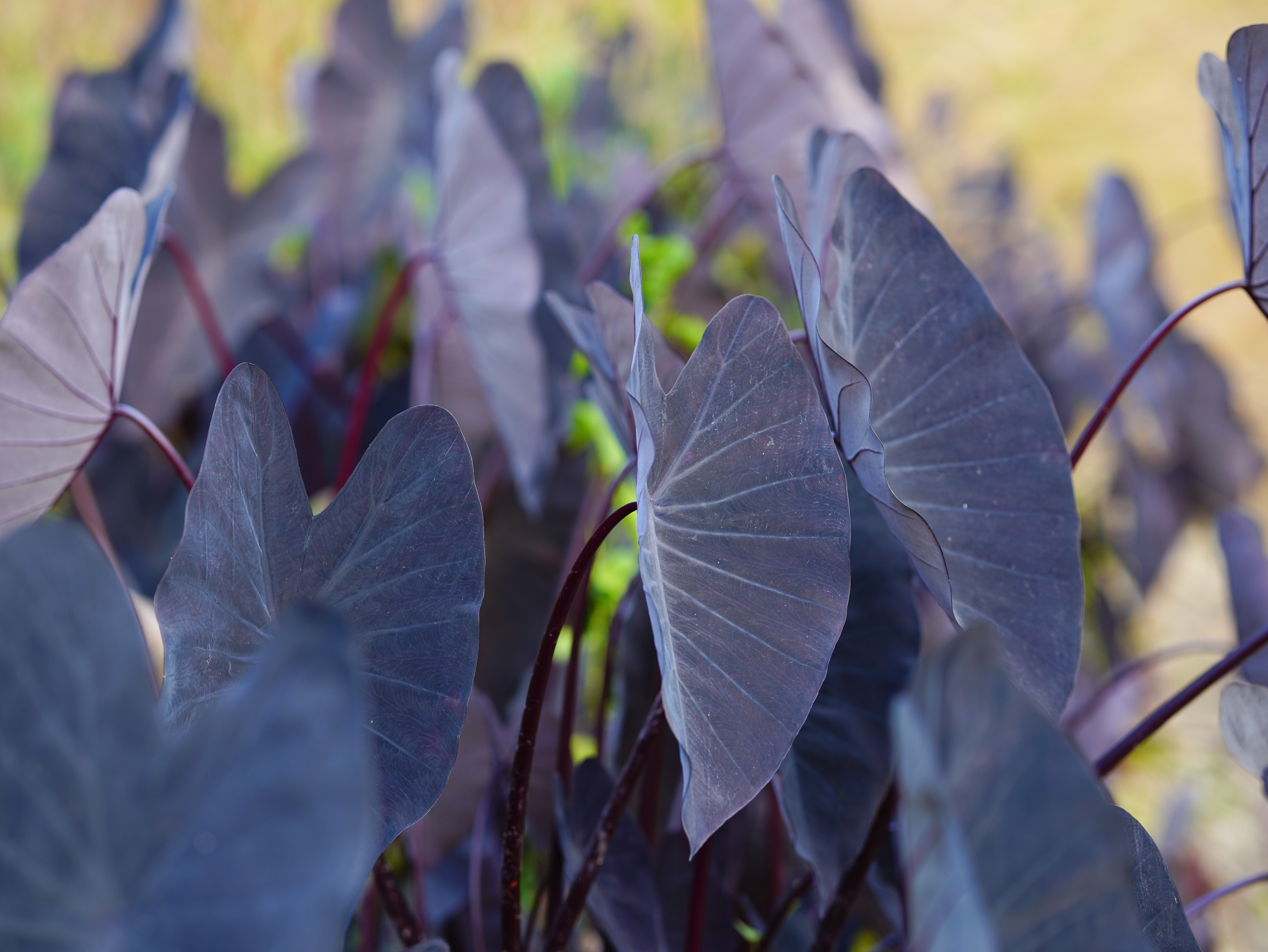 Planta Oreja de Elefante Morada