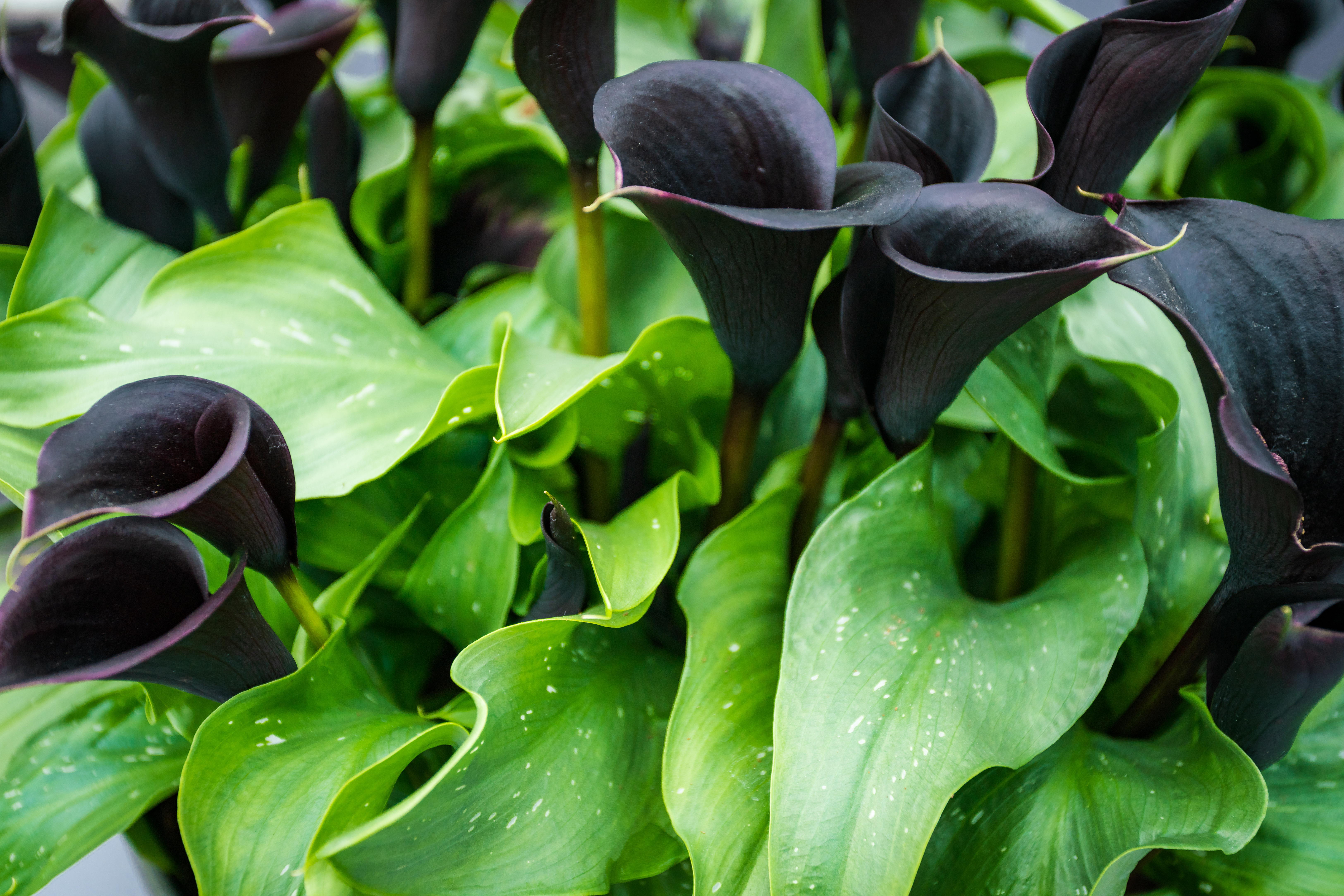 Calla Lily Negra Alcatraz