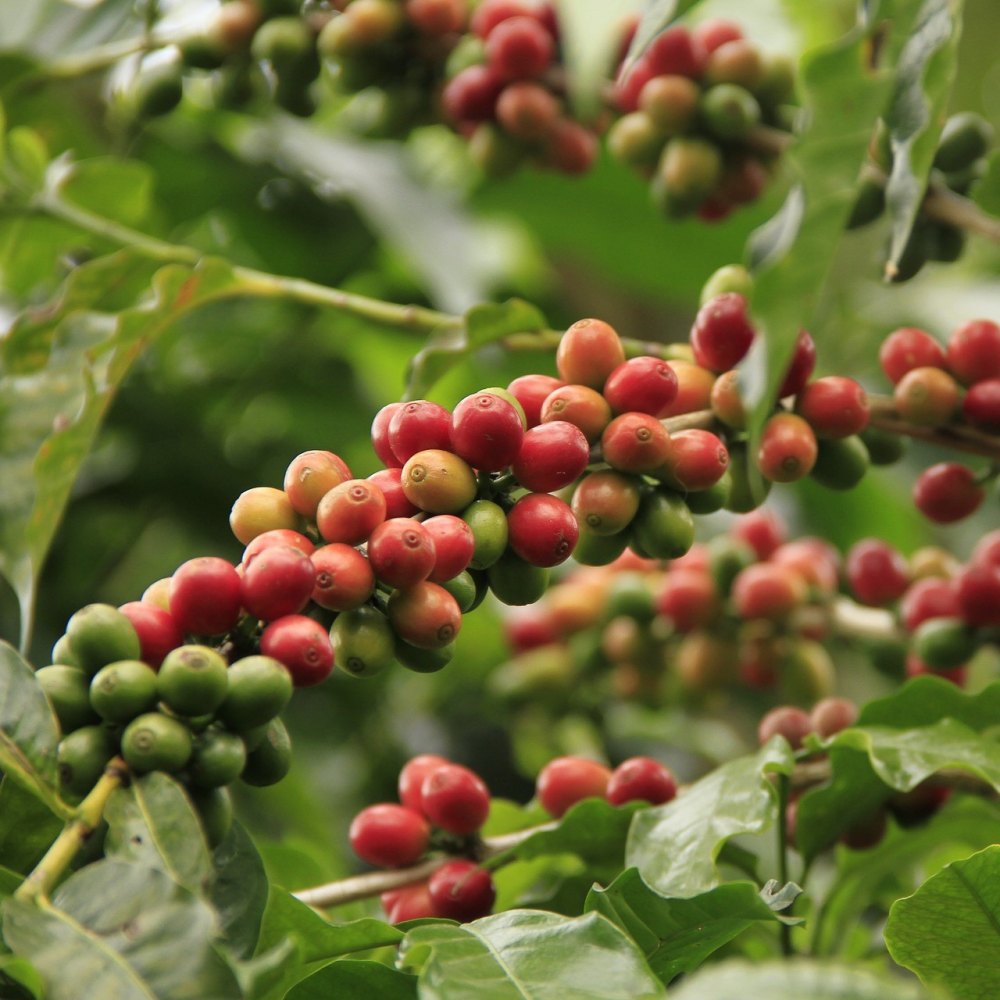 Cà phê nguyên chất hạt rang ARABICA – 500g
