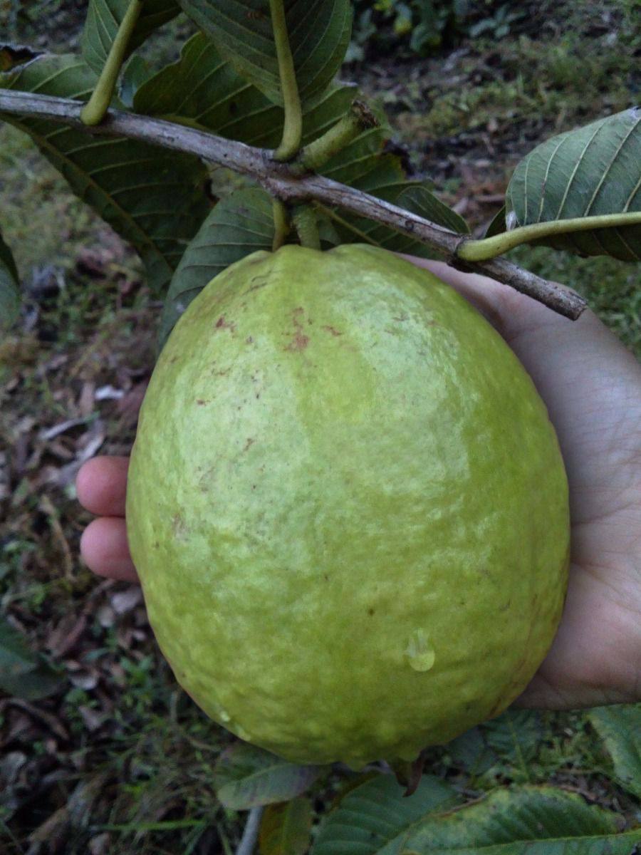 Muda de Goiaba Tailandesa 