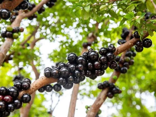 Muda de Jabuticaba Híbrida 