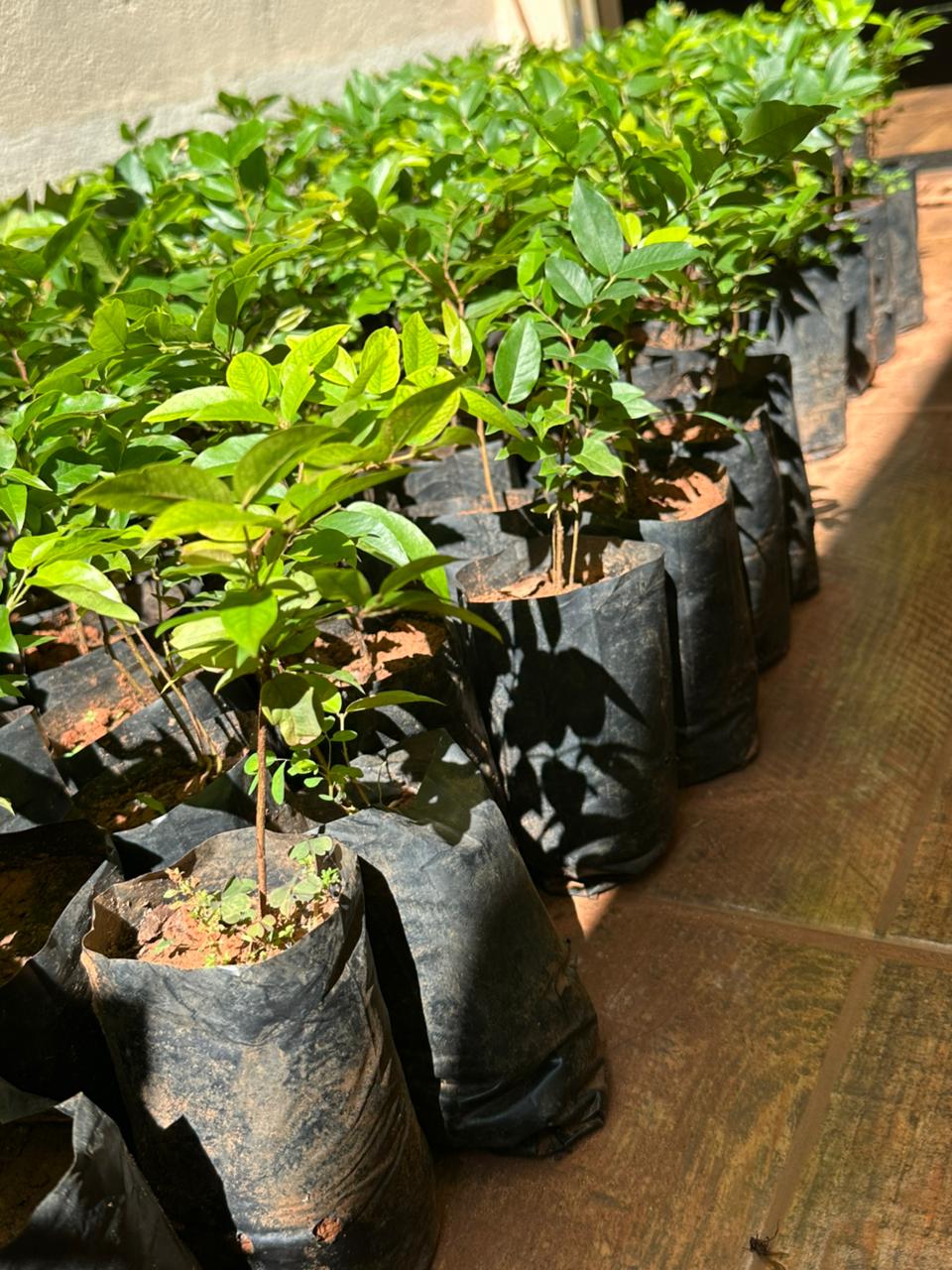 Muda de Jabuticaba Híbrida 