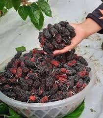 Muda de Amora Portuguesa 