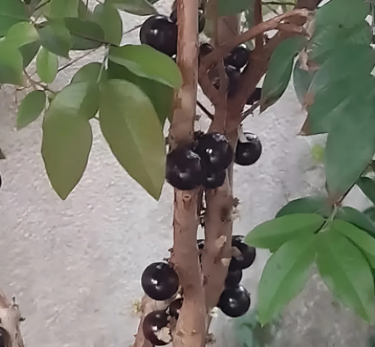 Muda de Jabuticaba Híbrida 