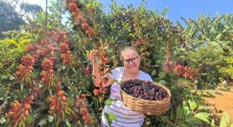 Muda de Amora Portuguesa 