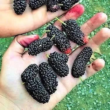 Muda de Amora Portuguesa 